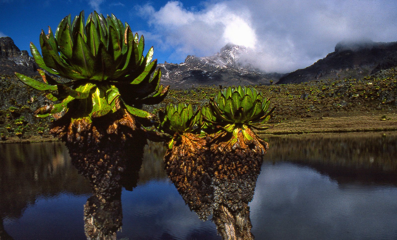 Resilience in the Face of Change (image credits: wikimedia)