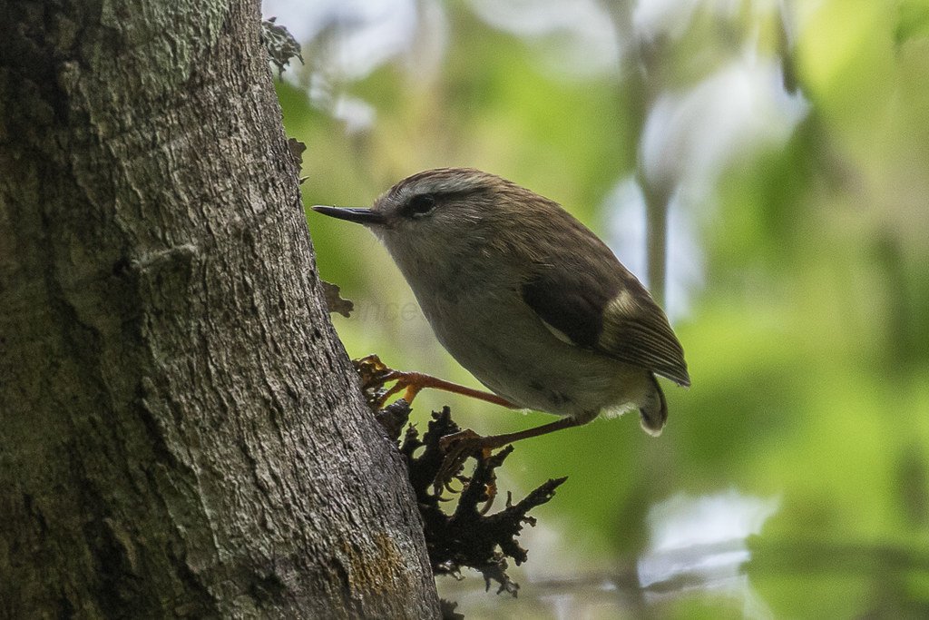 The Legacy of a Lost World (image credits: flickr)