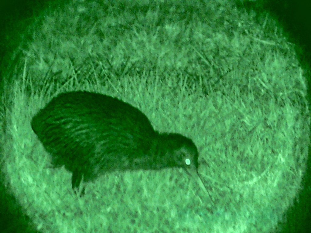 Kiwis: The Heartbeat of the Night (image credits: wikimedia)