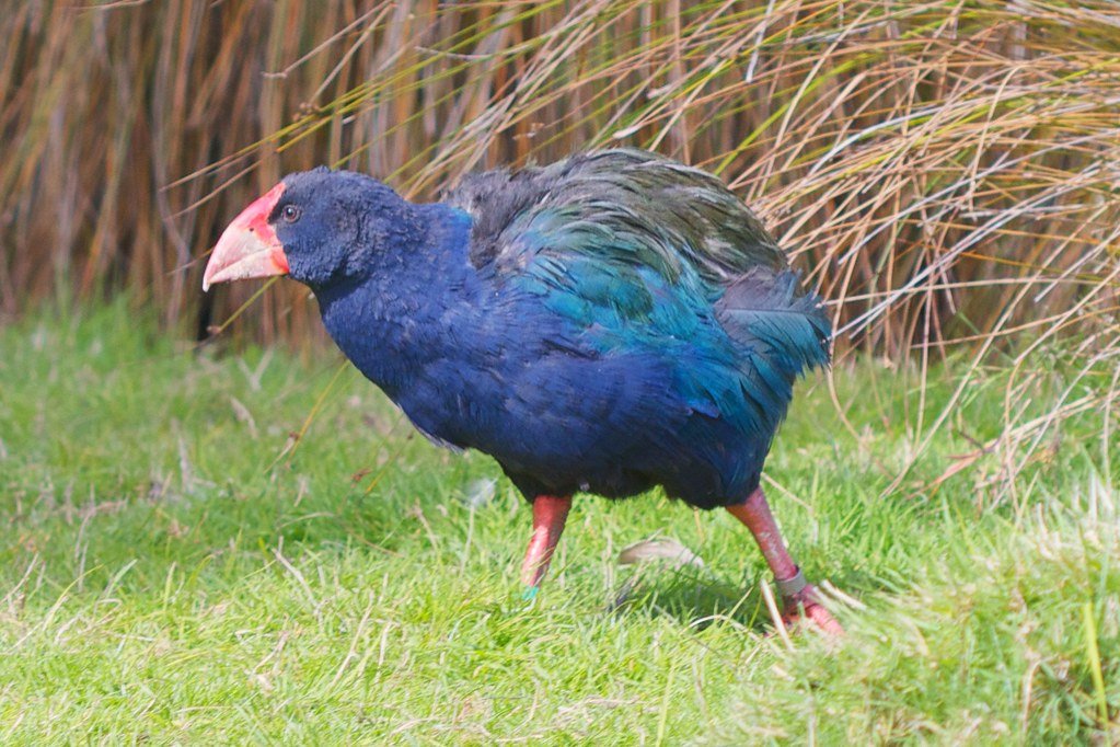 The Takahe’s Miraculous Comeback (image credits: flickr)