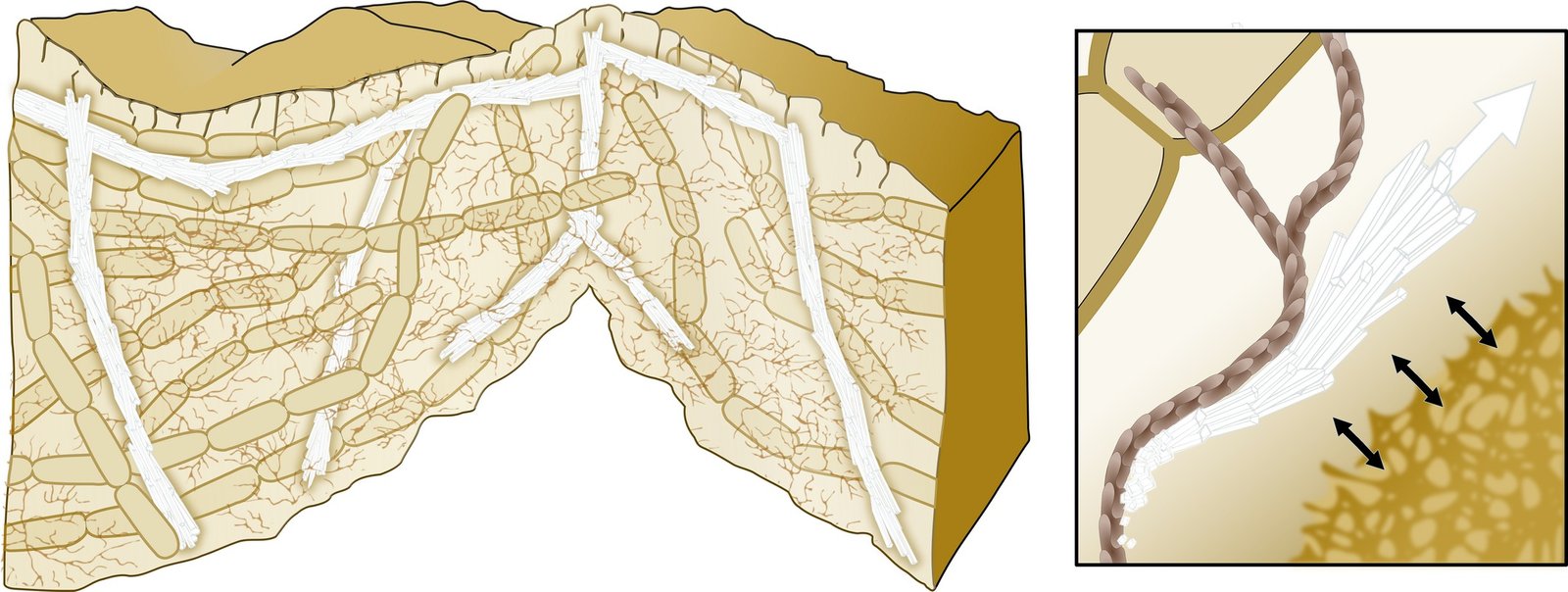 Nature's Master Chemists at Work (image credits: wikimedia)