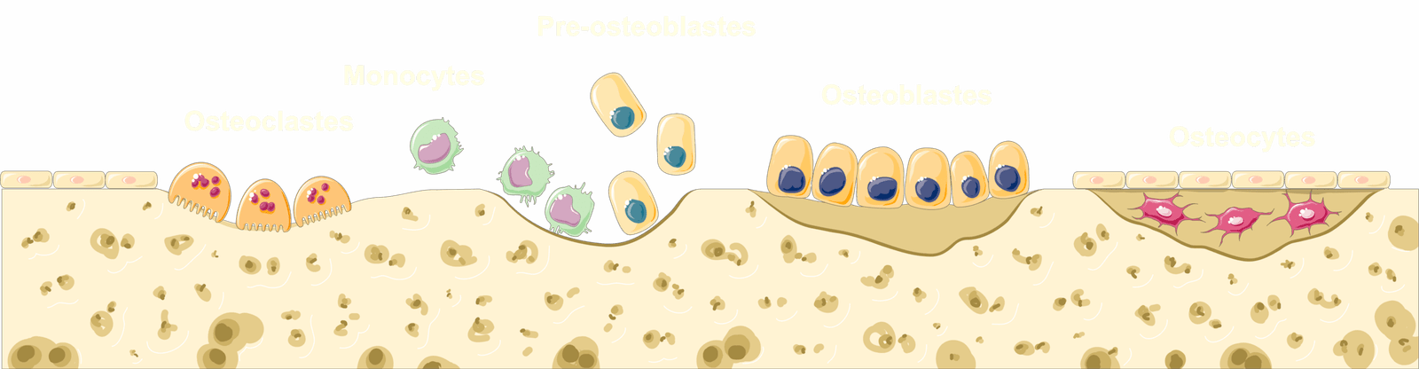 From Cave Floor to Operating Room (image credits: wikimedia)