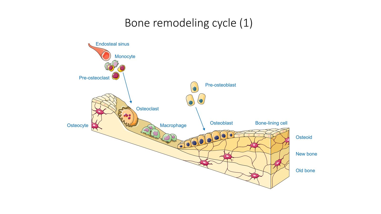 Overcoming Traditional Treatment Limitations (image credits: wikimedia)