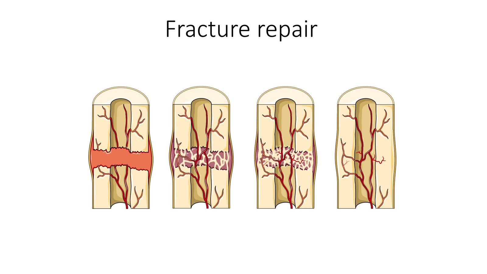 Clinical Translation: From Laboratory to Patient (image credits: wikimedia)