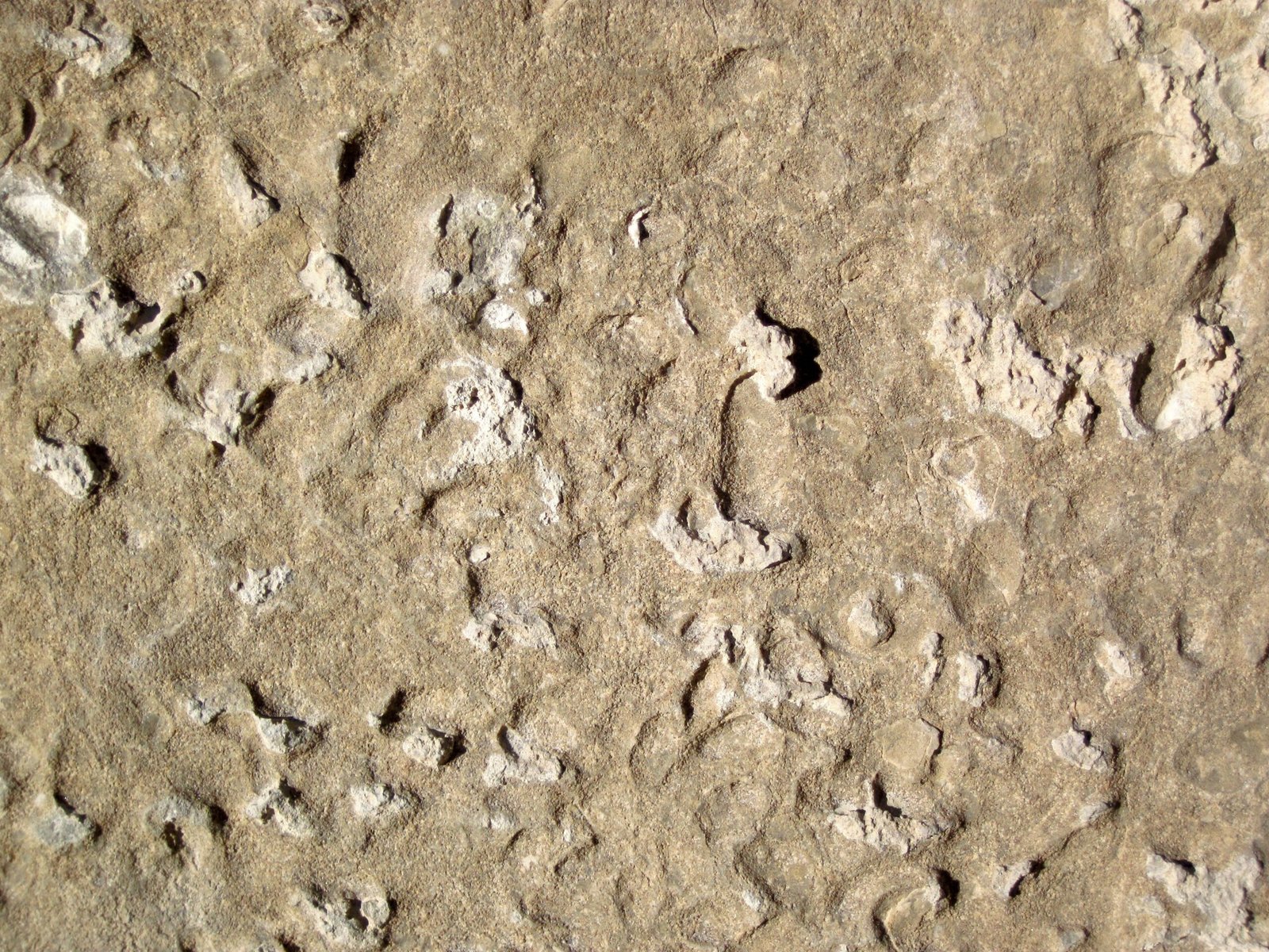 The Global Significance of Utah’s Fossils (image credits: wikimedia)