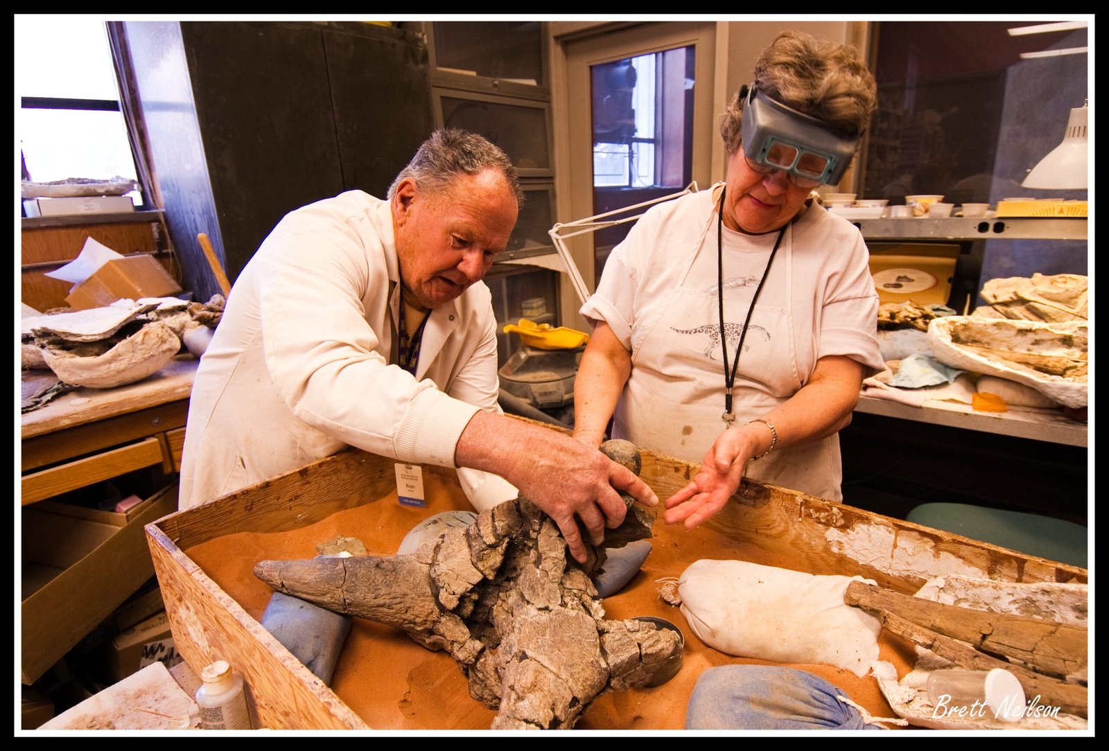 Fossil Preparation: From Field to Museum (image credits: wikimedia)