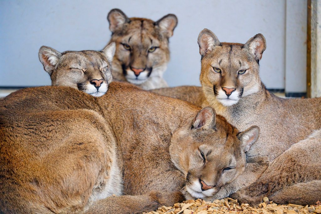 Motherhood: The Heart of Mountain Lion Society (image credits: flickr)