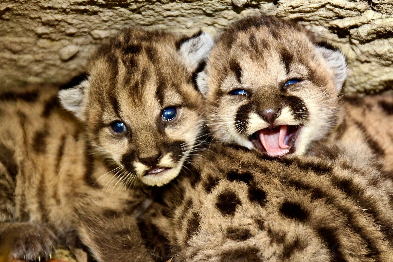 Sibling Bonds: More Than Just Play (image credits: rawpixel)