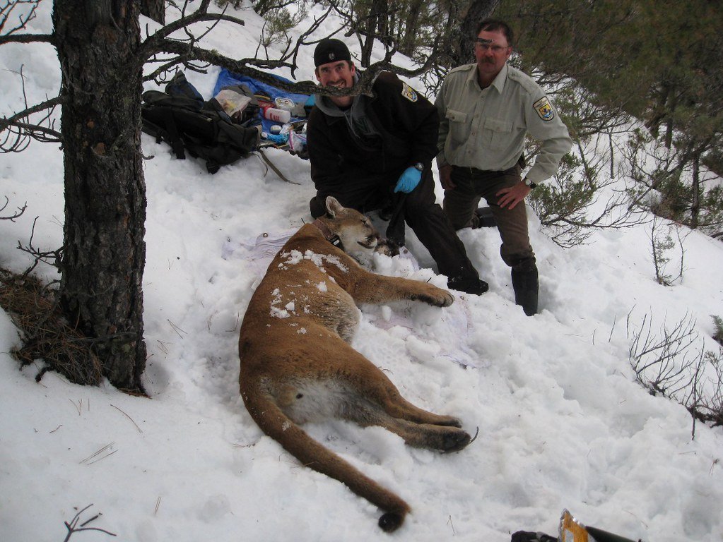 Tracking the Invisible: How Scientists Study Mountain Lion Social Lives (image credits: flickr)