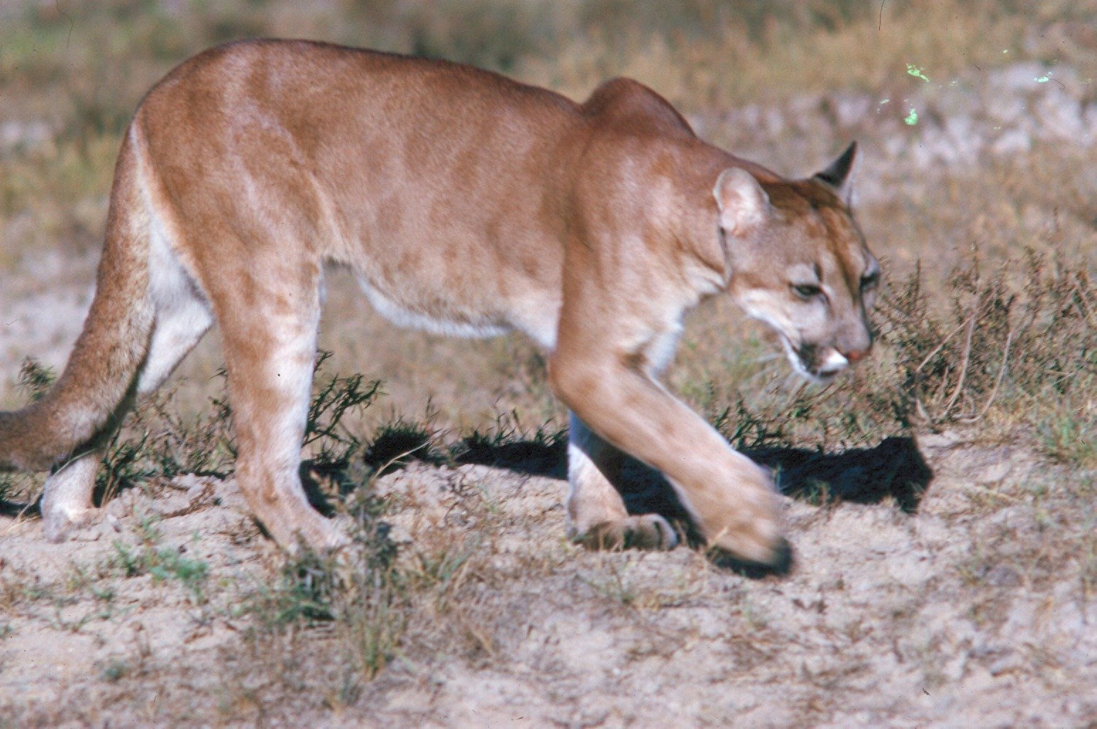 Intelligence and Problem-Solving: The Clever Cat (image credits: wikimedia)