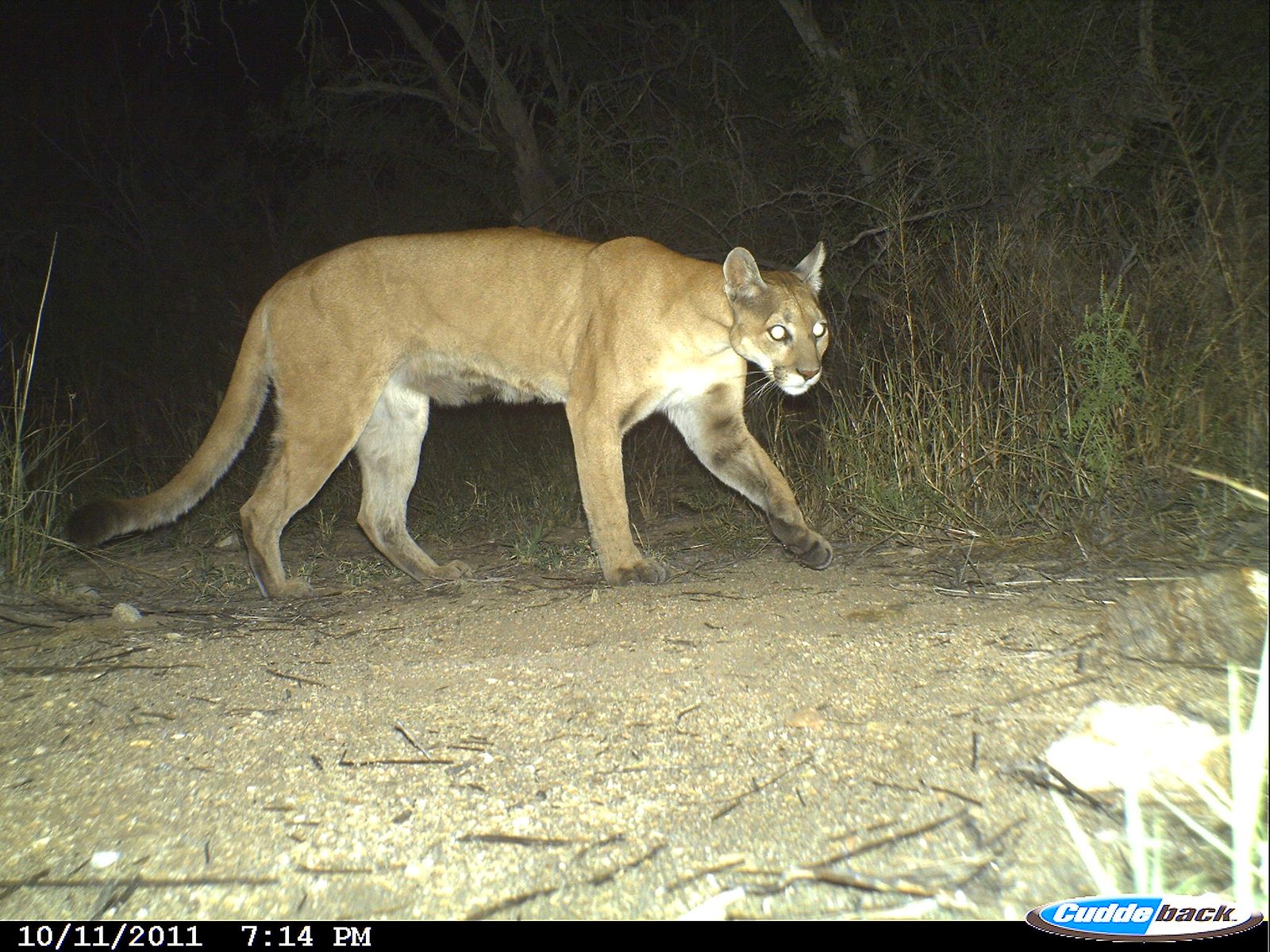 Conservation Challenges: Protecting a Complex Species (image credits: wikimedia)