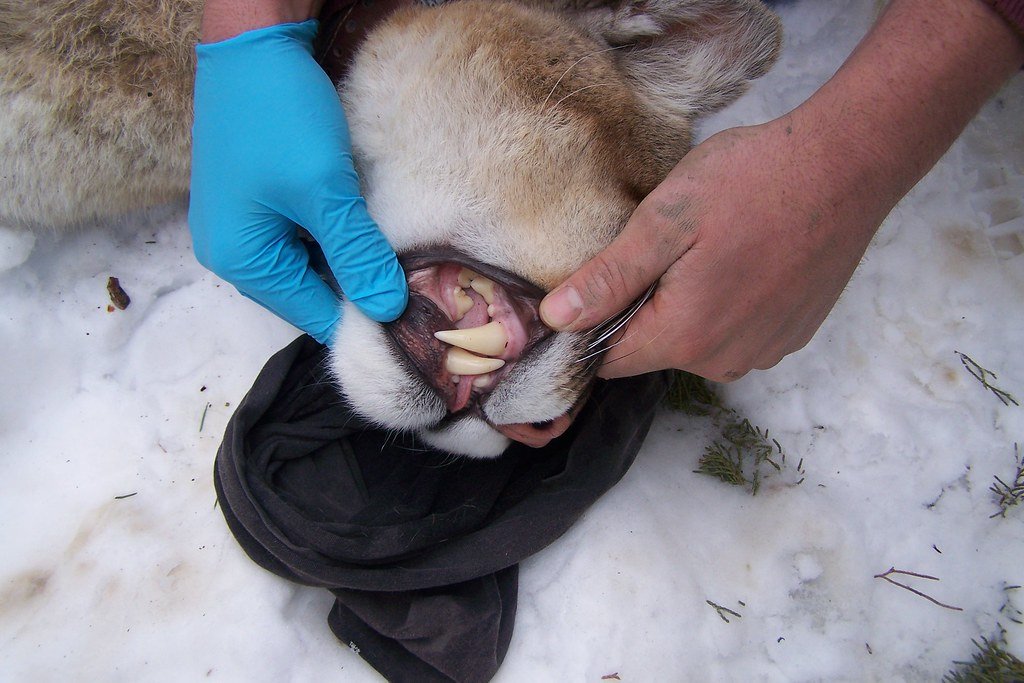 The Future of Mountain Lion Research (image credits: flickr)