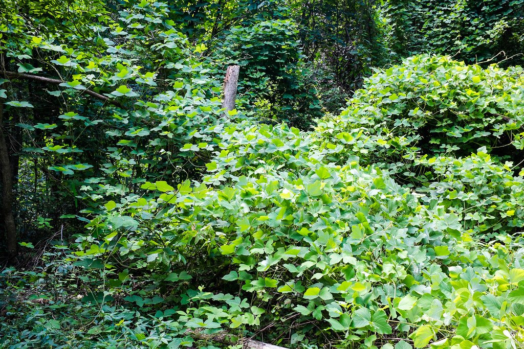 A Vine with a Foreign Passport: Kudzu’s Unexpected Arrival (image credits: flickr)