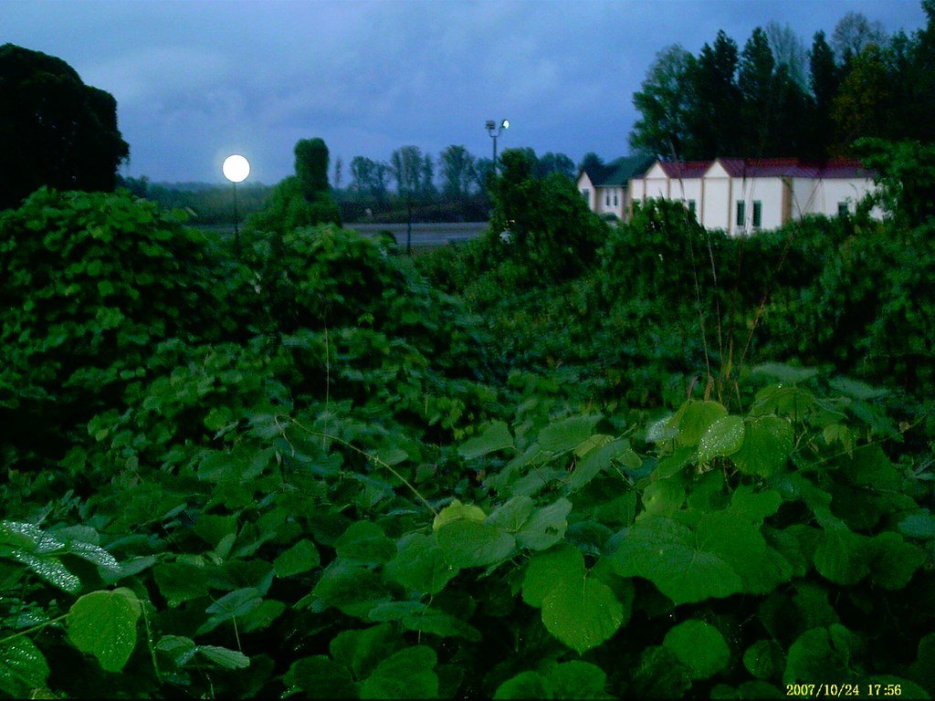 The Road to Invasion: From Garden Darling to Agricultural Savior (image credits: flickr)