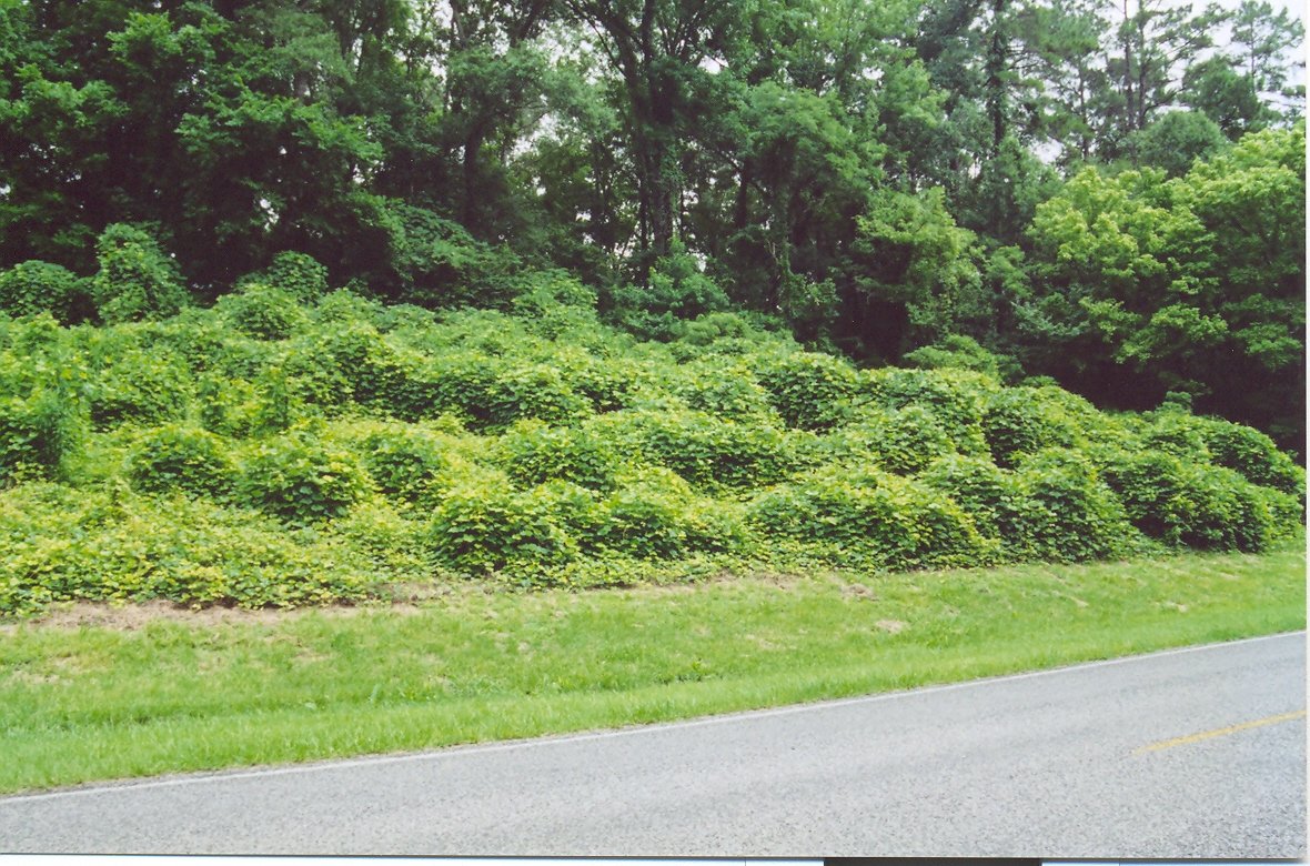 Growth Unleashed: Kudzu’s Insatiable Appetite (image credits: wikimedia)