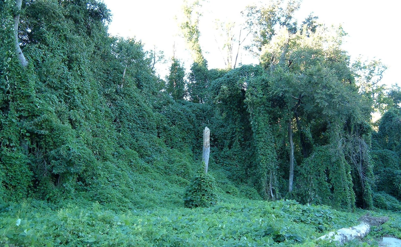 Why the South? Kudzu’s Favorite Playground (image credits: wikimedia)