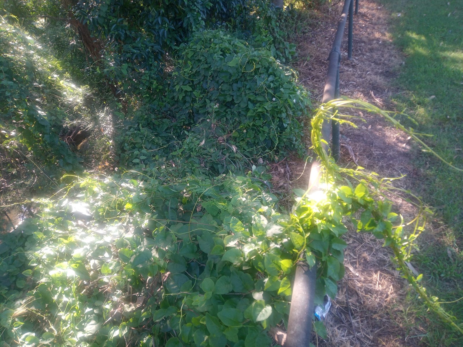 The Science of Supergrowth: What Makes Kudzu So Aggressive? (image credits: wikimedia)