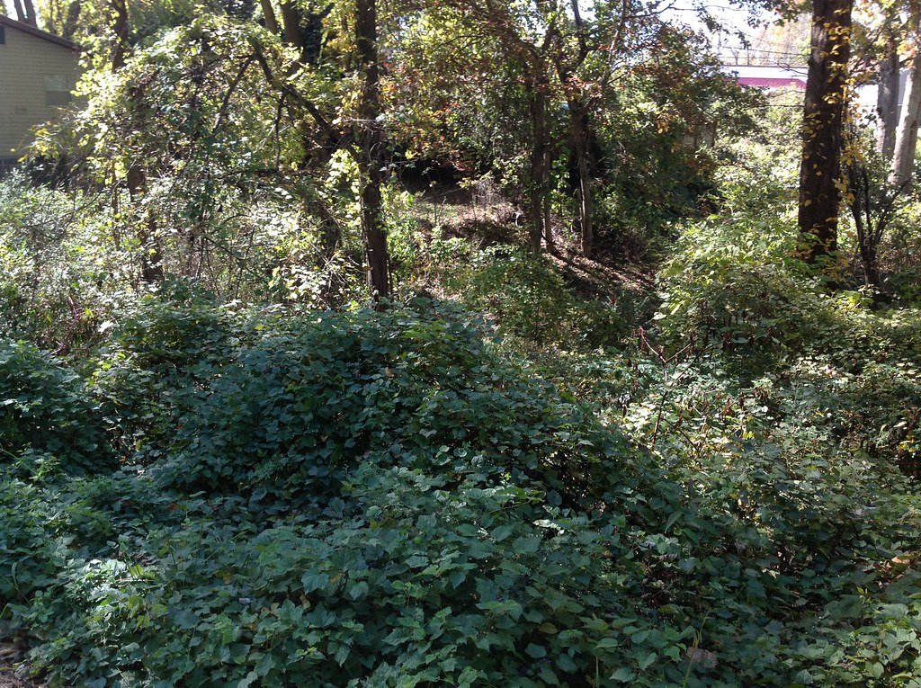 Smothered Forests: The Toll on Native Plants and Wildlife (image credits: flickr)