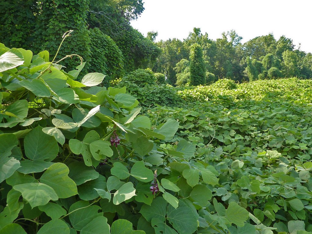 The Economic Bite: Farmers, Foresters, and the Cost of Control (image credits: flickr)