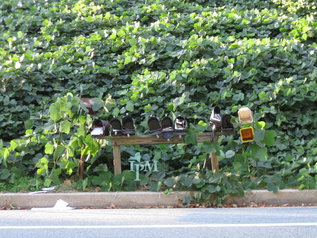 Modern Weapons: Battling Kudzu in the 21st Century (image credits: flickr)