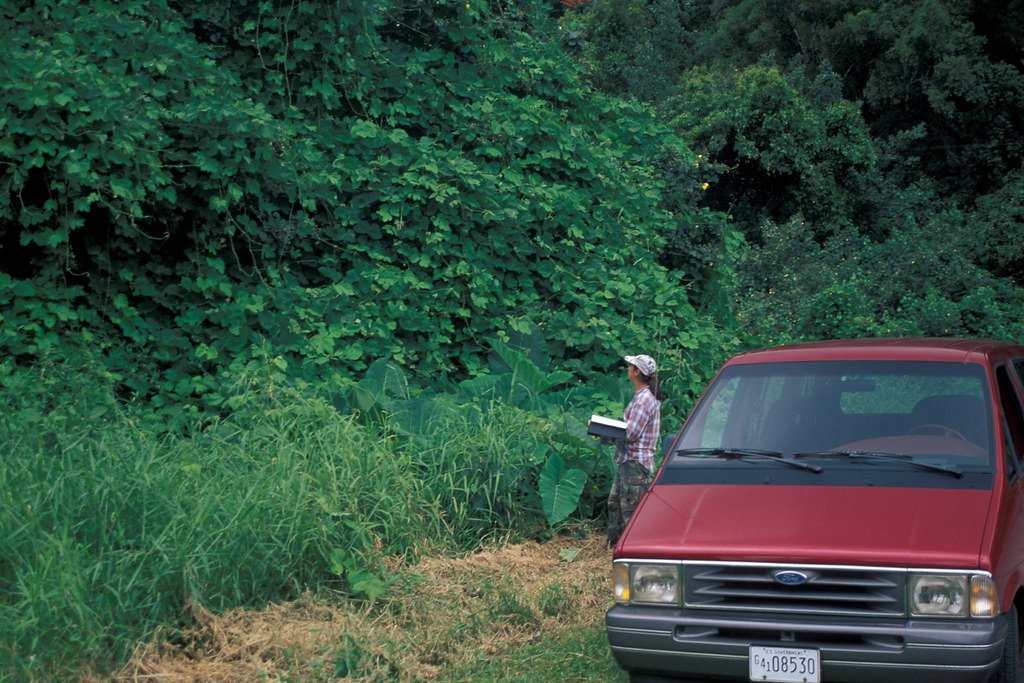 Unexpected Uses: Turning a Pest into a Resource (image credits: flickr)