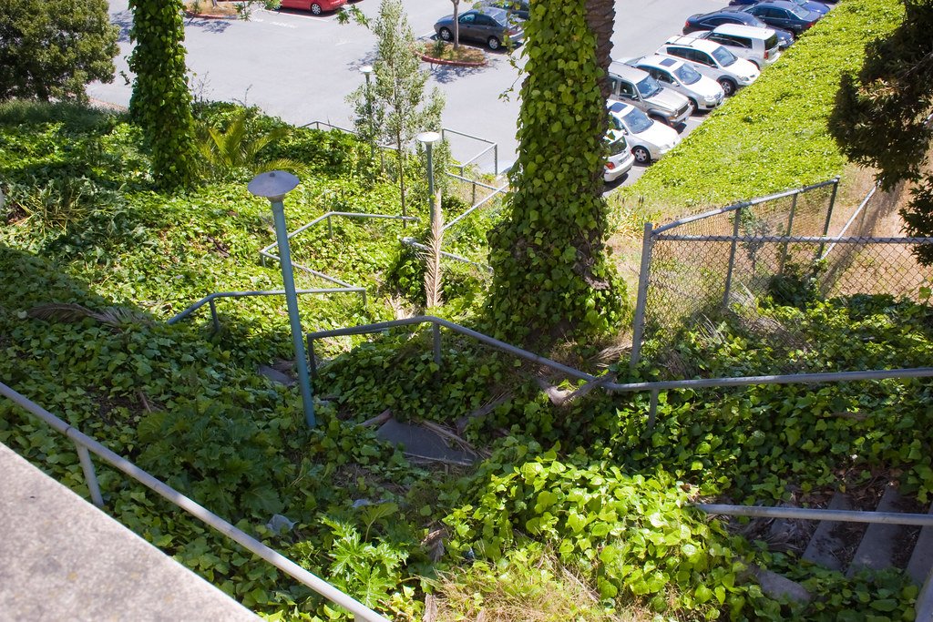 Climate Change: Friend or Foe to Kudzu? (image credits: flickr)