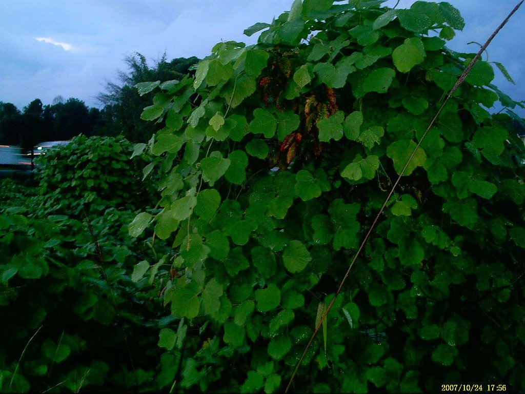Personal Encounters: Living in Kudzu Country (image credits: flickr)