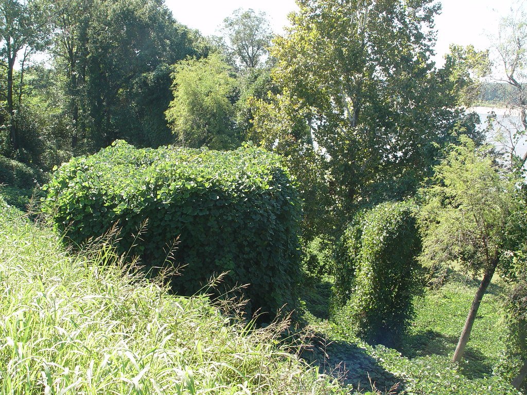 The Lasting Legacy: How Kudzu Changed the South (image credits: flickr)