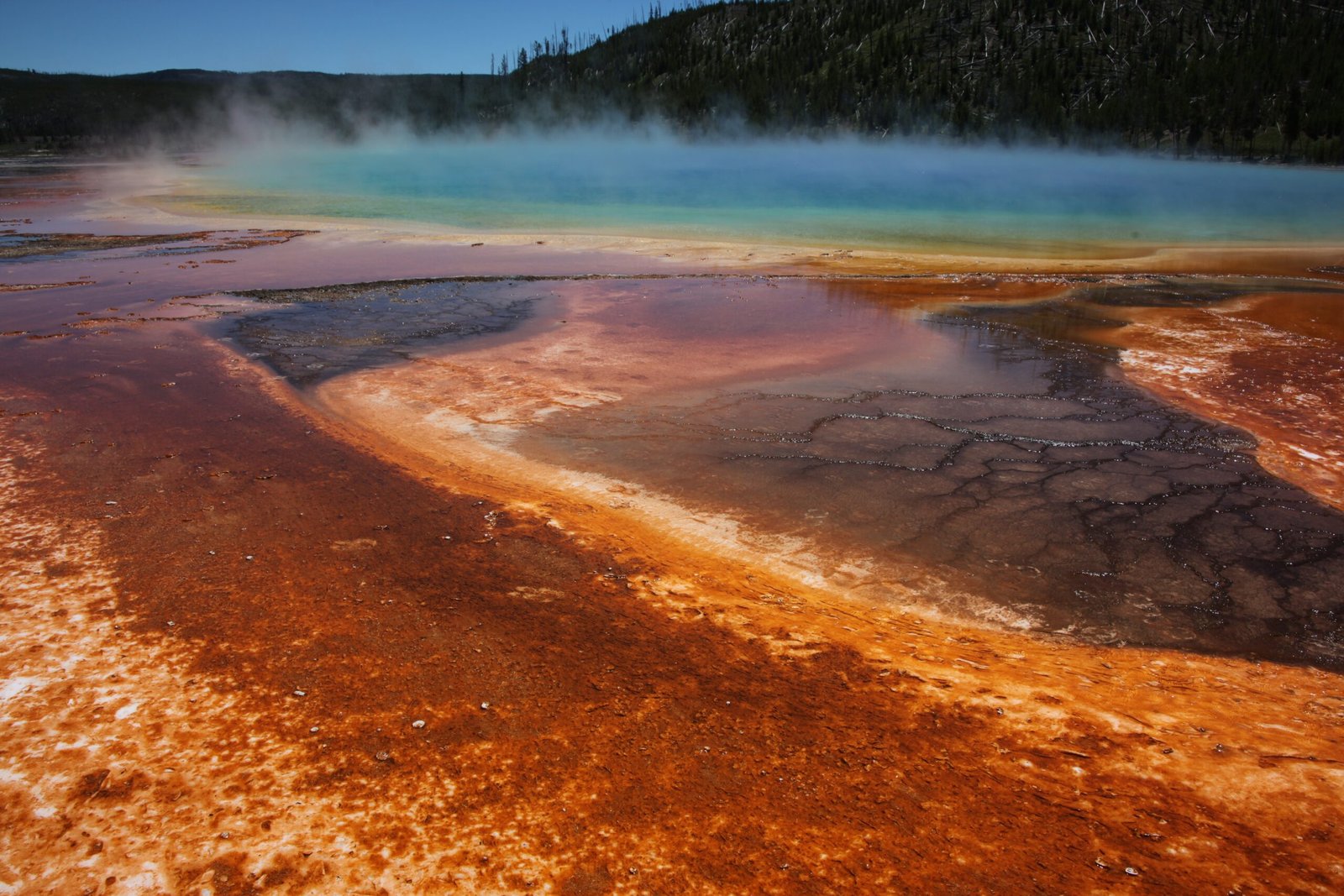 Meet the Hyperthermophiles: Life's Ultimate Survivors (image credits: wikimedia)