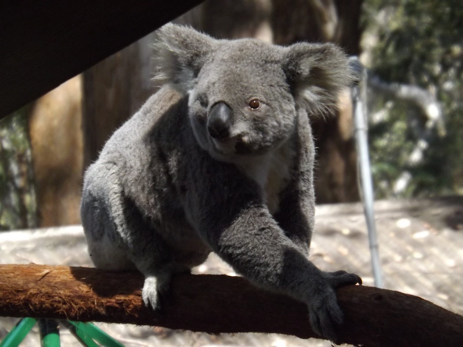The World's First Hospital Built Exclusively for Koalas (image credits: wikimedia)