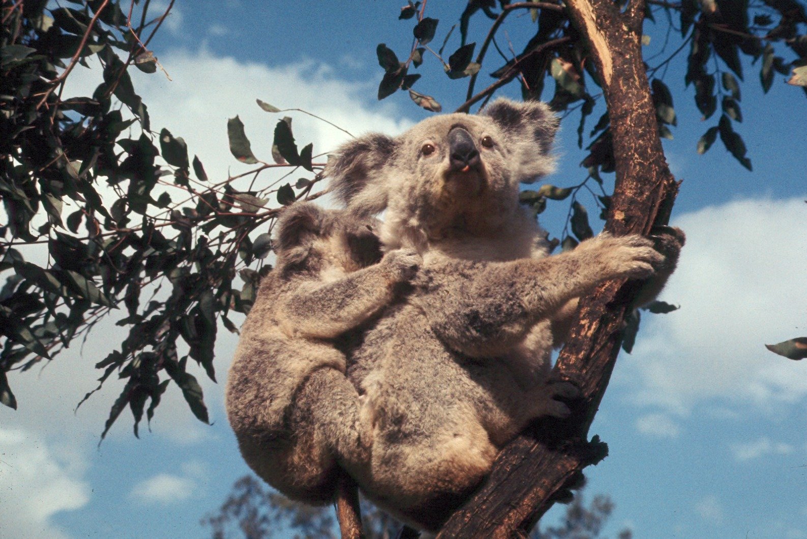 Why Chlamydia Is Actually a Koala's Worst Nightmare (image credits: wikimedia)