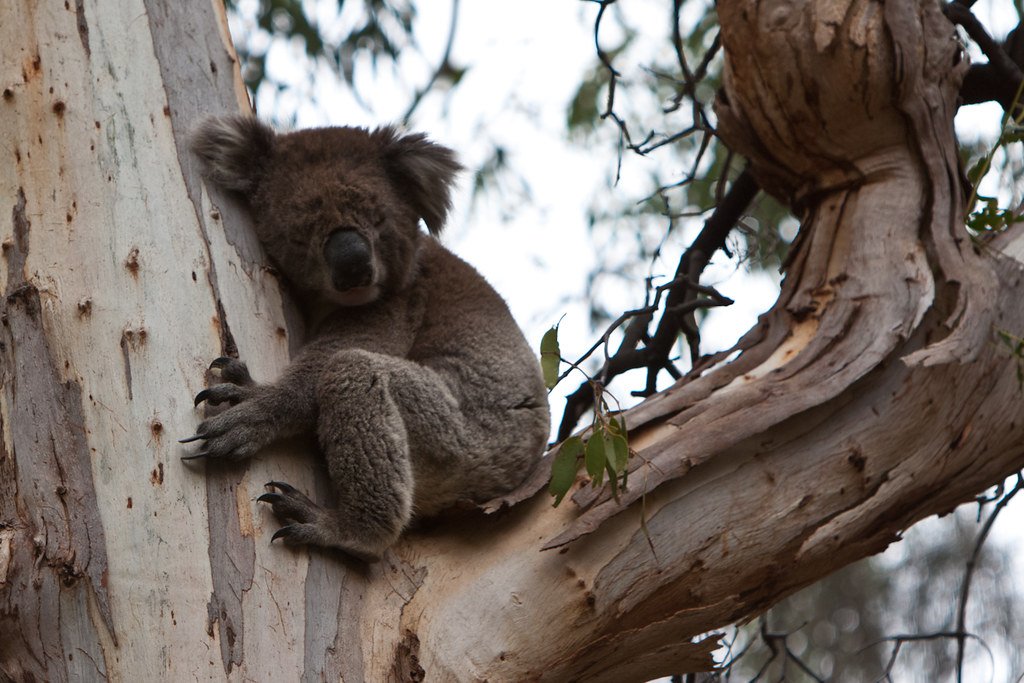 The World's First Wild Koala Breeding Program (image credits: flickr)