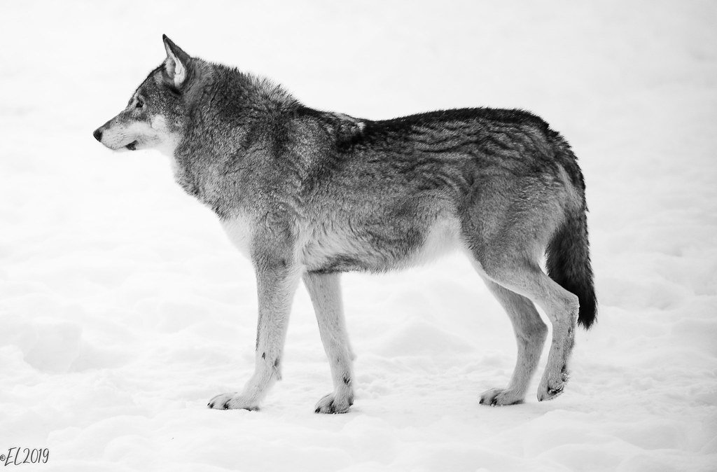 Wolves: The Park’s Wily Stewards (image credits: flickr)