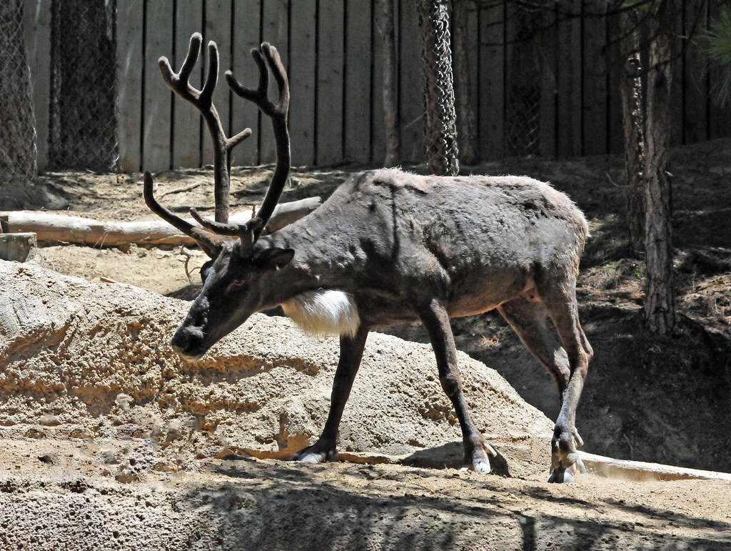 Caribou: Shadows on the Tundra’s Edge (image credits: flickr)