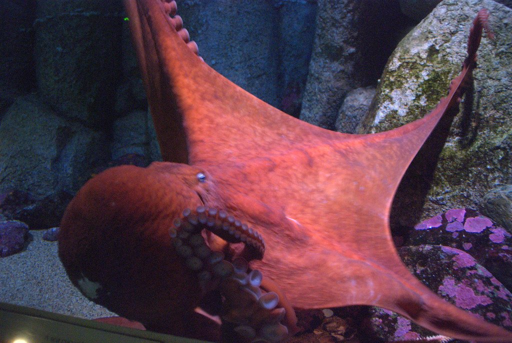 Vivid Colors: Artistry on Display (image credits: flickr)