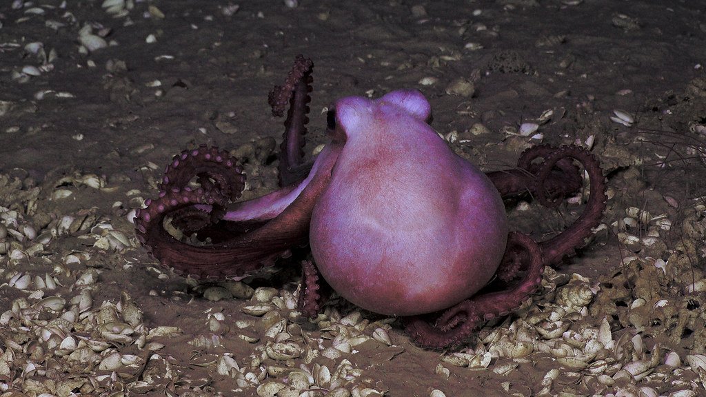 The Future of Octopus Research: Unanswered Mysteries (image credits: flickr)