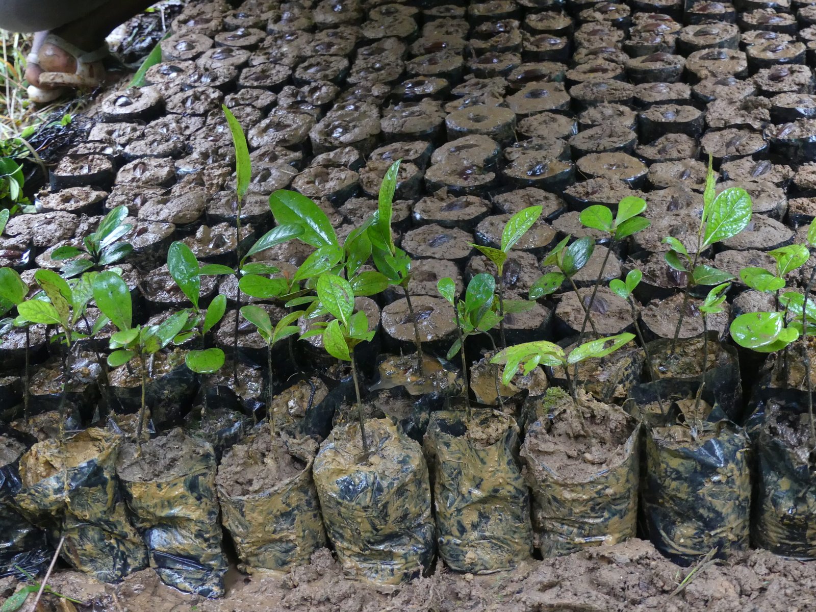 The Peugeot Project - A 20-Year Success Story (image credits: wikimedia)