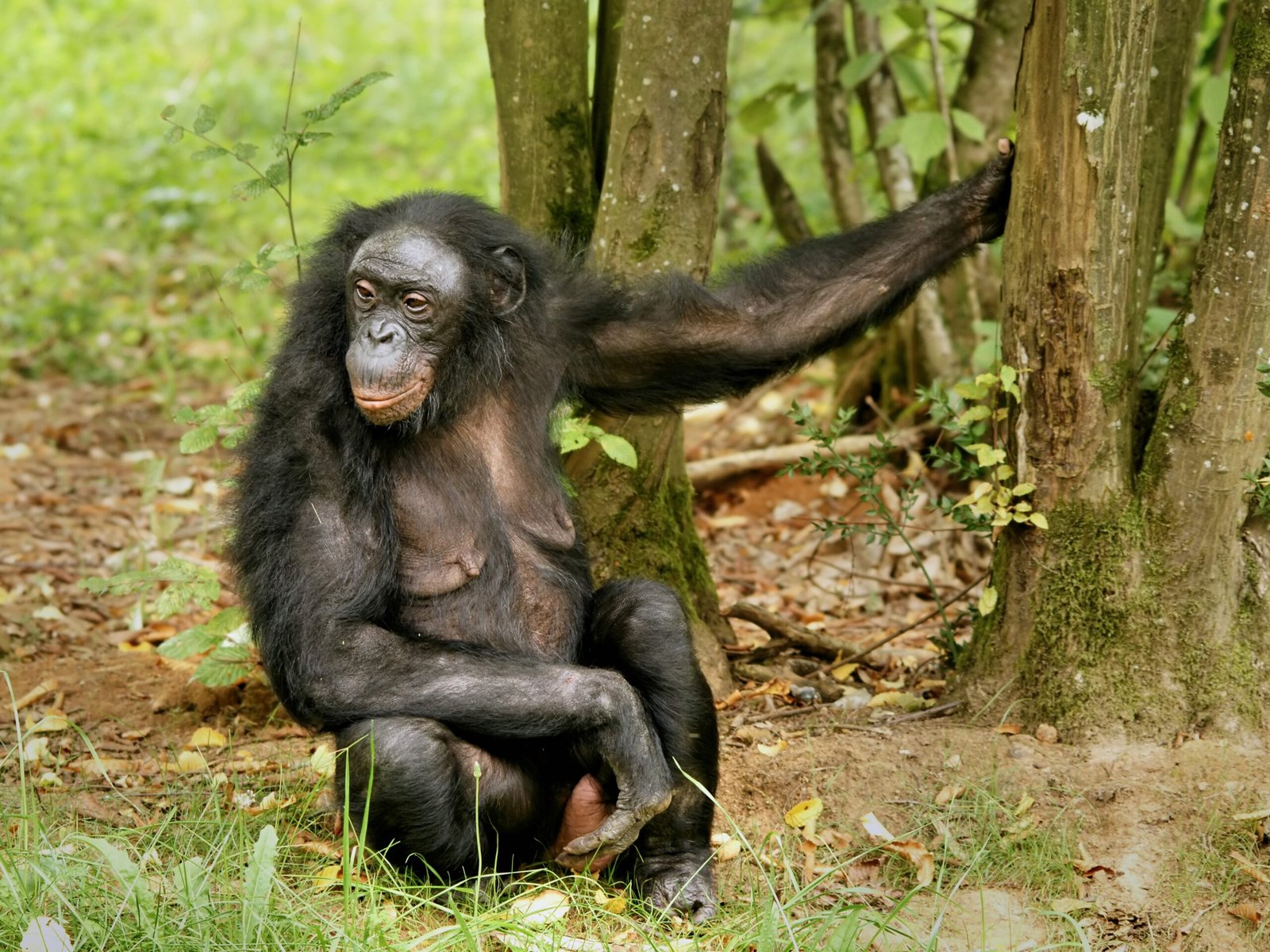 Female Power in the Bonobo World (image credits: wikimedia)