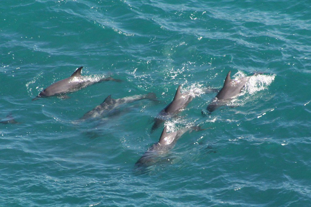 When Dolphins Practice Makes Perfect (image credits: flickr)