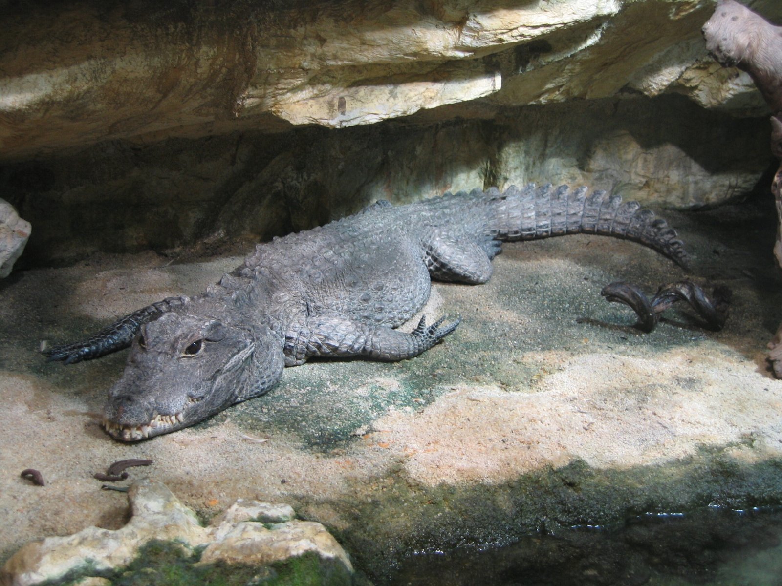 Conservation Implications: Protecting a Living Laboratory (image credits: wikimedia)