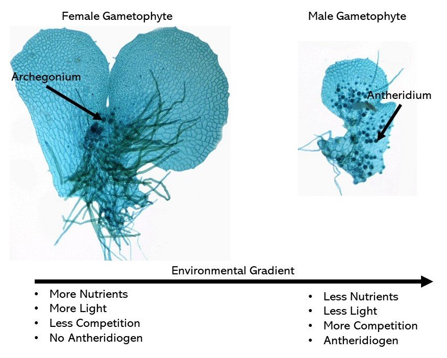 The Evolutionary Puzzle of Sex Determination Systems (image credits: wikimedia)