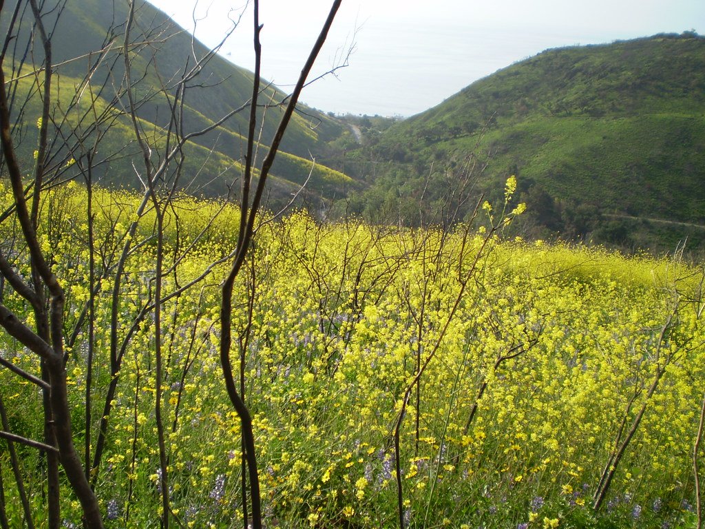 Future Strategies: What's Coming Next (image credits: flickr)