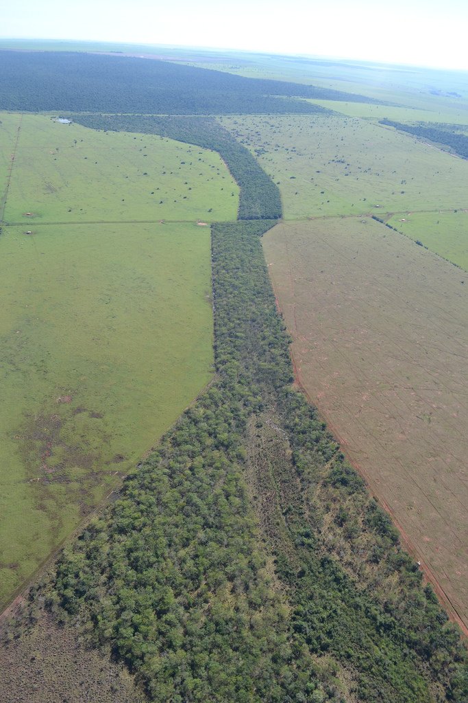 The Wildlife Corridor Revolution (image credits: wikimedia)