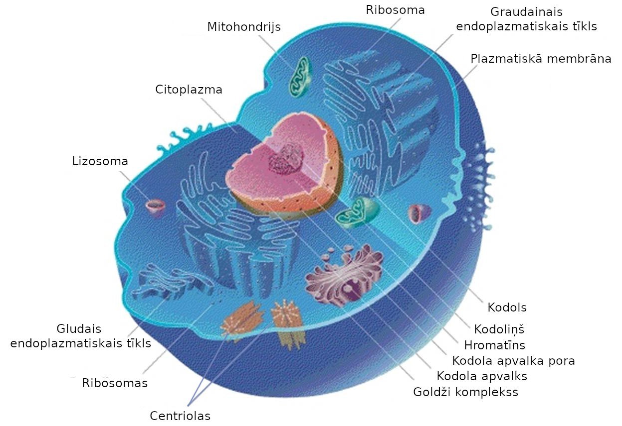 Complex Cells Finally Arrive (image credits: wikimedia)
