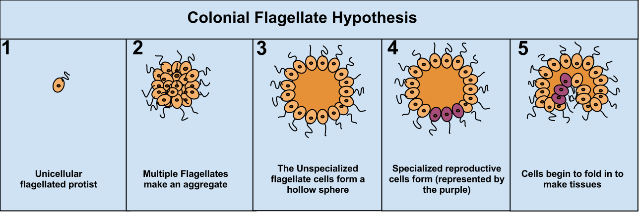 The Long Wait for Multicellular Life (image credits: wikimedia)