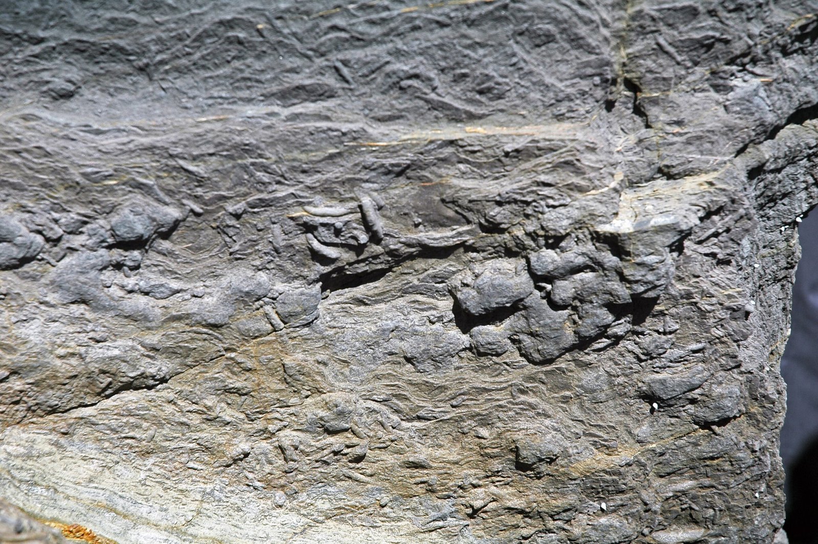 The Cambrian Explosion: Life's Big Bang (image credits: wikimedia)