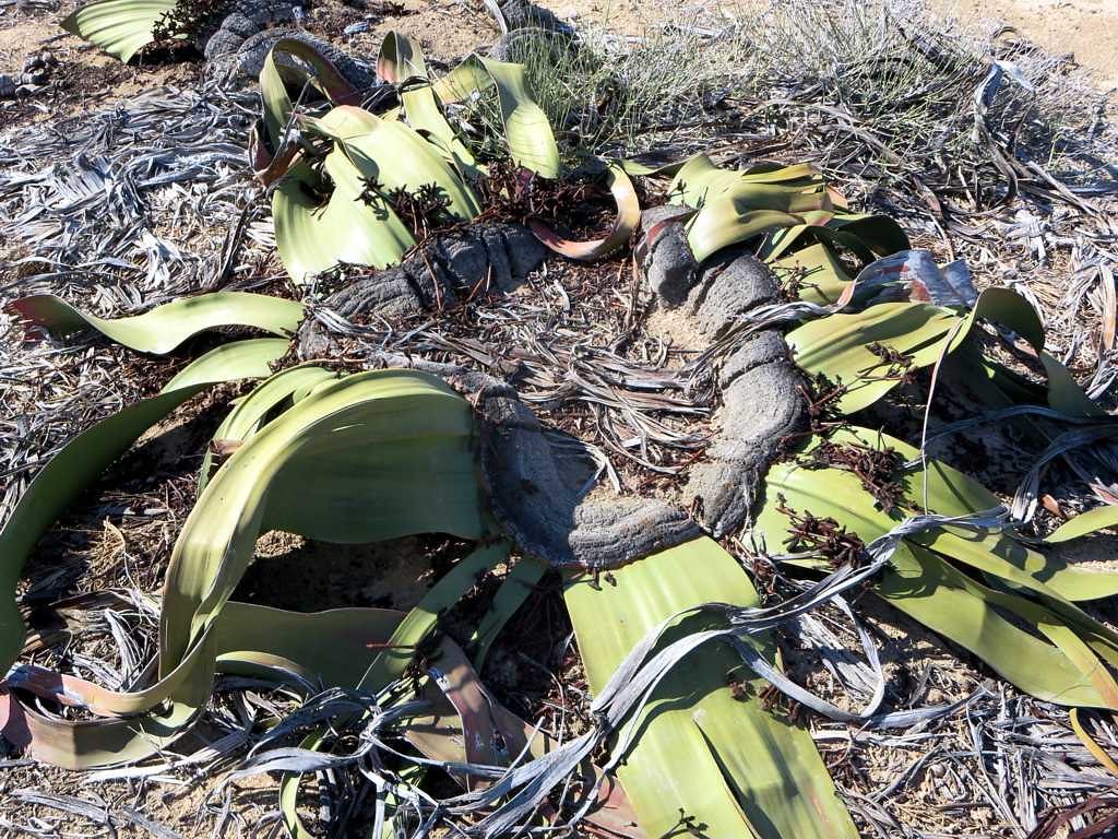 Welwitschia mirabilis: The Desert's Immortal Guardian (image credits: flickr)