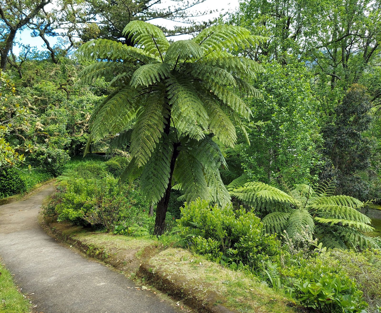 The Plants That Refuse to Die: How Ancient Botanicals Survive Millennia of Change