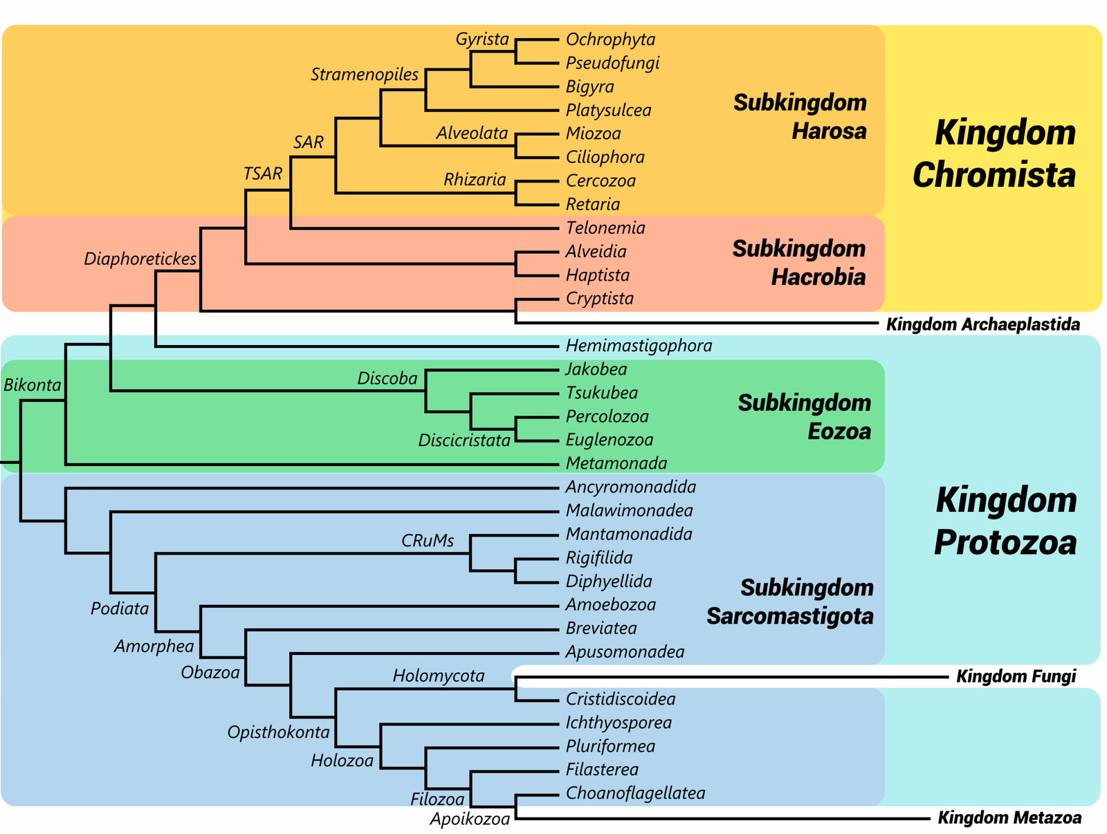 Understanding Paraphyly: The Evolutionary Puzzle (image credits: wikimedia)