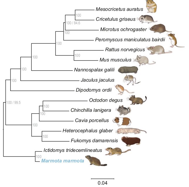 The Phylogenetic Revolution in Biology (image credits: wikimedia)